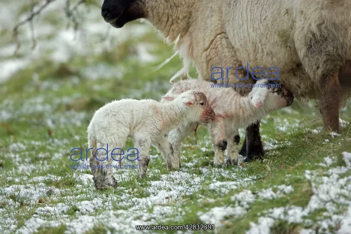 : Sheep with lambs - mixture of Suffolk and Welsh : Sheep with lambs - mixture of Suffolk and Welsh