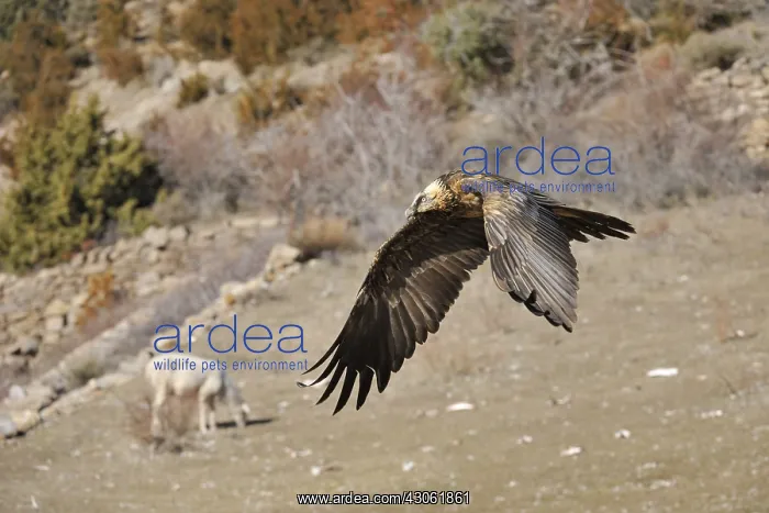 : Sheep and Lammergeier on flight Spain : Sheep and Lammergeier on flight Spain
