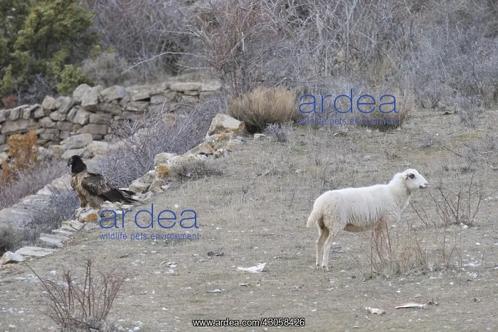 : Sheep and Lammergeier on ground Spain