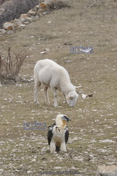 : Sheep and Lammergeier on ground Spain : Sheep and Lammergeier on ground Spain