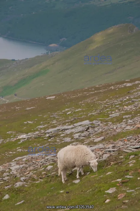 : Sheep along the Llanberis Path to Snowdon : Sheep along the Llanberis Path to Snowdon