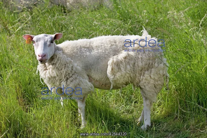  : Sheep with long wool