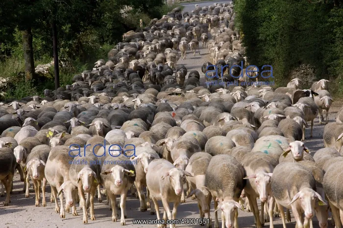  : Sheep Lozere France