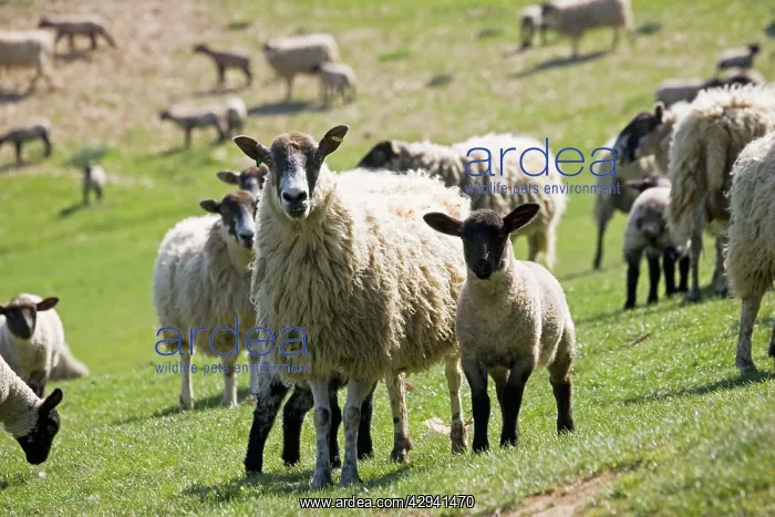 : sheep - Masham ewe with lambs on fresh pasture : sheep - Masham ewe with lambs on fresh pasture