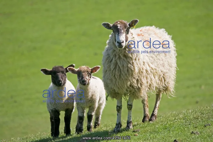 : sheep - Masham ewe with young lambs on fresh pasture : sheep - Masham ewe with young lambs on fresh pasture