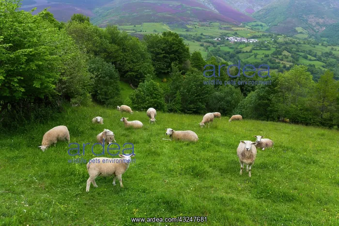 : Sheep meadow in mountain - Asturias Spain : Sheep meadow in mountain - Asturias Spain