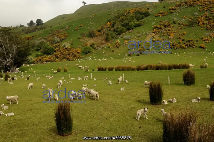 : Sheep in a meadow in New Zealand : Sheep in a meadow in New Zealand