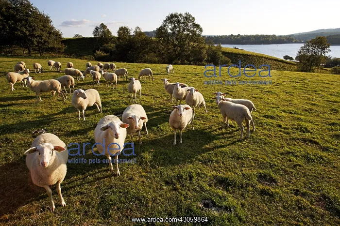 : Sheep in meadow Parc Naturel Regional de Millevaches France : Sheep in meadow Parc Naturel Regional de Millevaches France