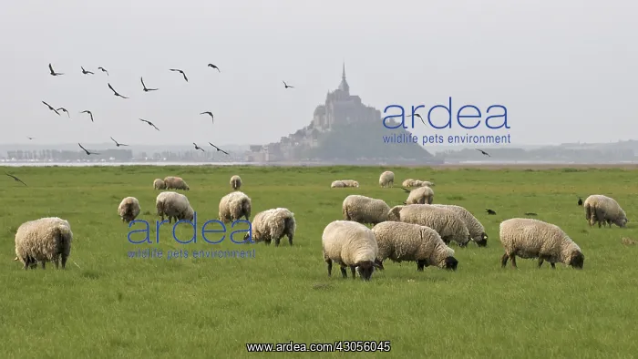 : Sheep Meadow-salted in the Bay of Mont Saint-Michel : Sheep Meadow-salted in the Bay of Mont Saint-Michel