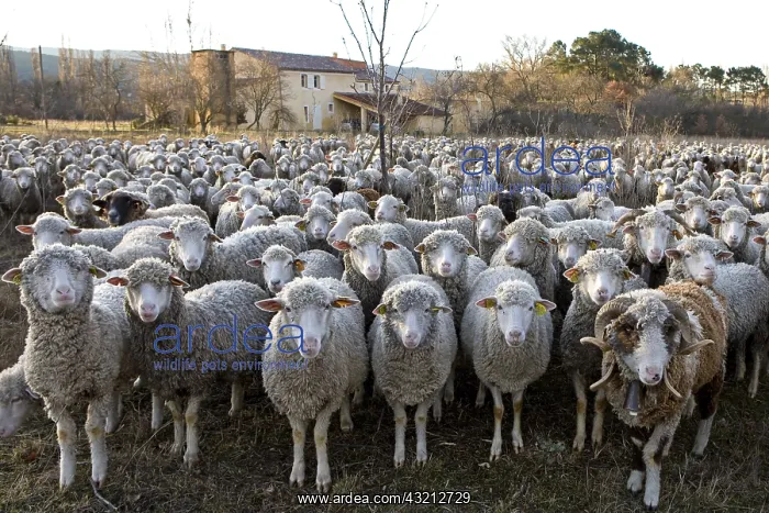 : Sheep Merinos d'Arles in winter Provence France : Sheep Merinos d'Arles in winter Provence France