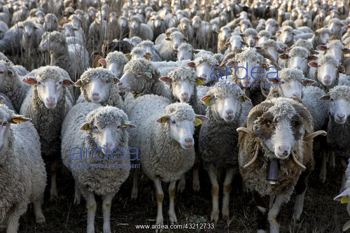 : Sheep Merinos d'Arles in winter Provence France : Sheep Merinos d'Arles in winter Provence France