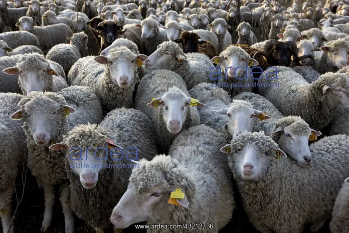 : Sheep Merinos d'Arles in winter Provence France : Sheep Merinos d'Arles in winter Provence France