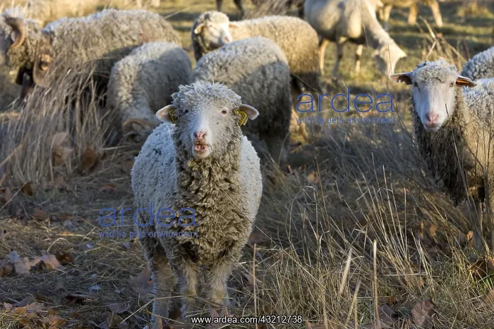 : Sheep Merinos d'Arles in winter Provence France : Sheep Merinos d'Arles in winter Provence France
