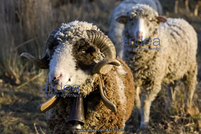 : Sheep Merinos d'Arles in winter Provence France : Sheep Merinos d'Arles in winter Provence France