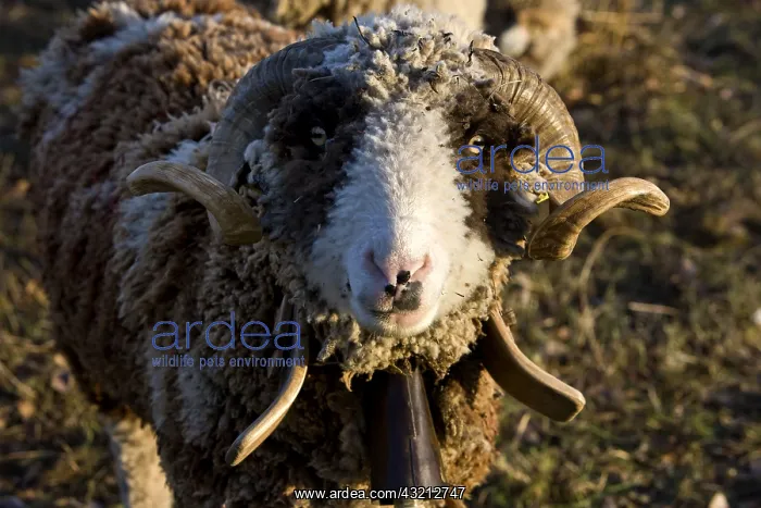 : Sheep Merinos d'Arles in winter Provence France : Sheep Merinos d'Arles in winter Provence France