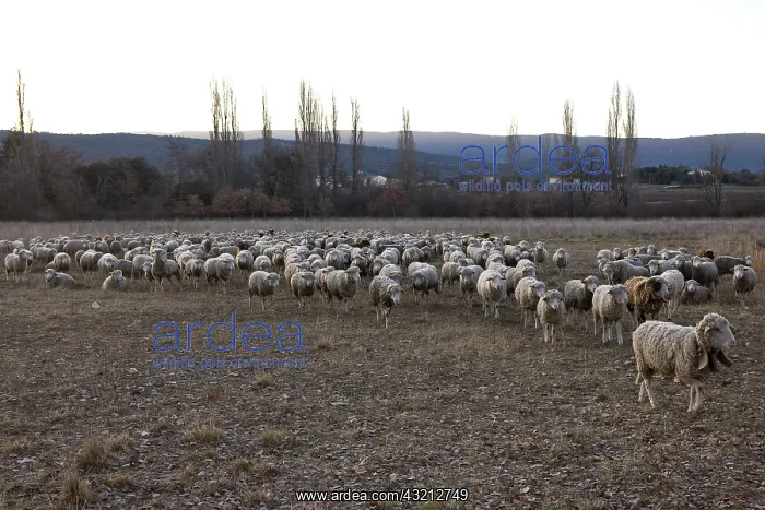 : Sheep Merinos d'Arles in winter Provence France : Sheep Merinos d'Arles in winter Provence France