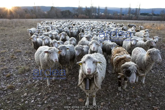: Sheep Merinos d'Arles in winter Provence France : Sheep Merinos d'Arles in winter Provence France