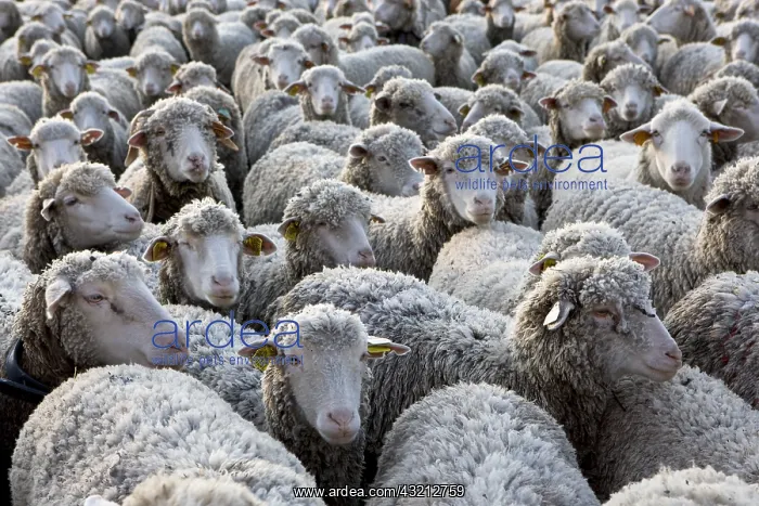 : Sheep Merinos d'Arles in winter Provence France : Sheep Merinos d'Arles in winter Provence France