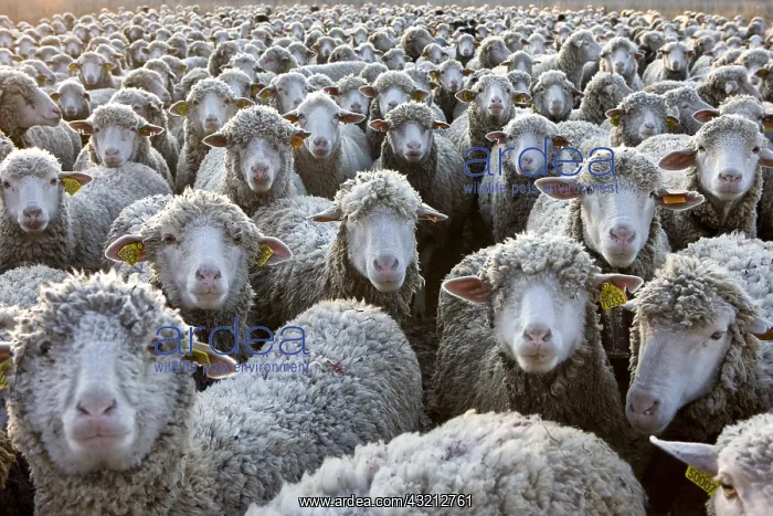 : Sheep Merinos d'Arles in winter Provence France : Sheep Merinos d'Arles in winter Provence France