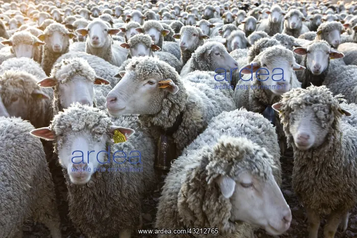 : Sheep Merinos d'Arles in winter Provence France : Sheep Merinos d'Arles in winter Provence France