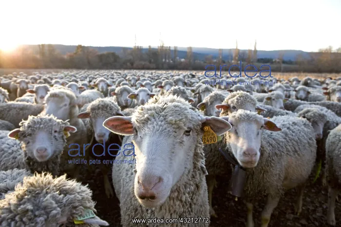: Sheep Merinos d'Arles in winter Provence France : Sheep Merinos d'Arles in winter Provence France