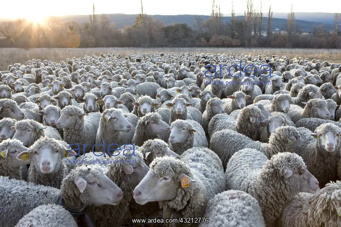 : Sheep Merinos d'Arles in winter Provence France : Sheep Merinos d'Arles in winter Provence France