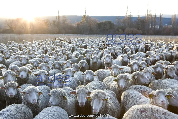 : Sheep Merinos d'Arles in winter Provence France : Sheep Merinos d'Arles in winter Provence France