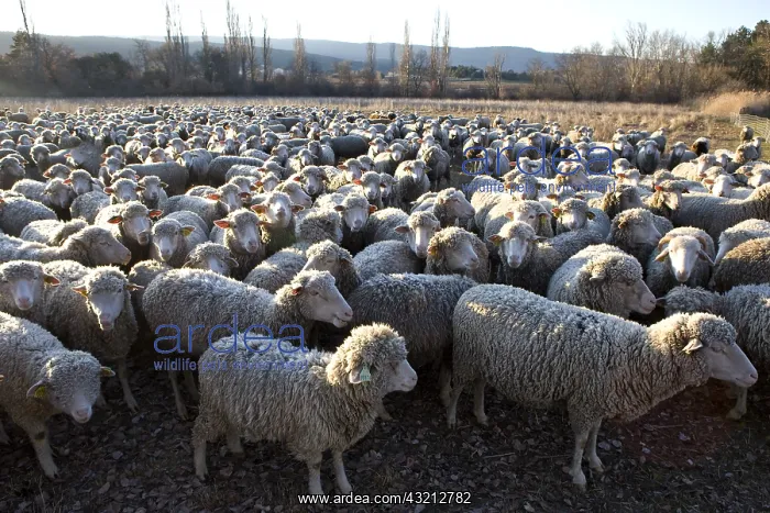 : Sheep Merinos d'Arles in winter Provence France : Sheep Merinos d'Arles in winter Provence France
