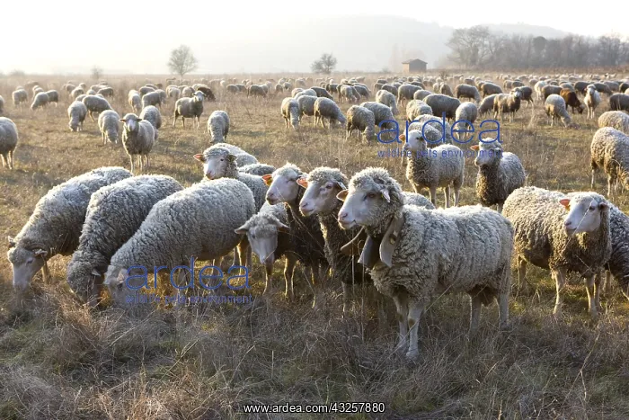 : Sheep Merinos d'Arles in winter Provence France : Sheep Merinos d'Arles in winter Provence France