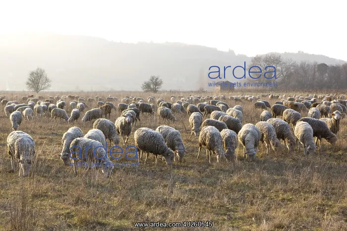 : Sheep Merinos d'Arles in winter Provence France : Sheep Merinos d'Arles in winter Provence France