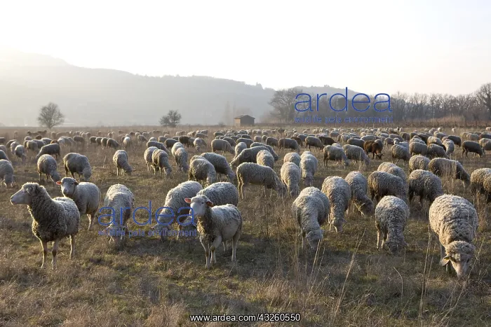 : Sheep Merinos d'Arles in winter Provence France : Sheep Merinos d'Arles in winter Provence France