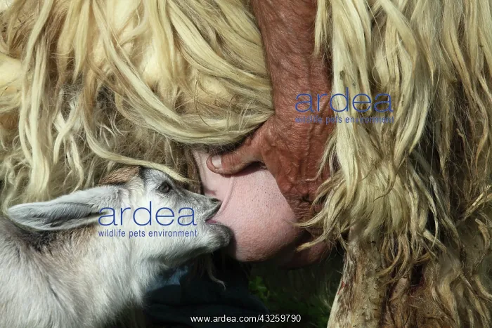 : Sheep milking a young goat in the Pisa region - Tuscany : Sheep milking a young goat in the Pisa region - Tuscany