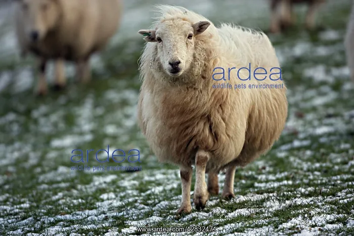 : Sheep - mixture of Suffolk and Welch mountain breeds : Sheep - mixture of Suffolk and Welch mountain breeds