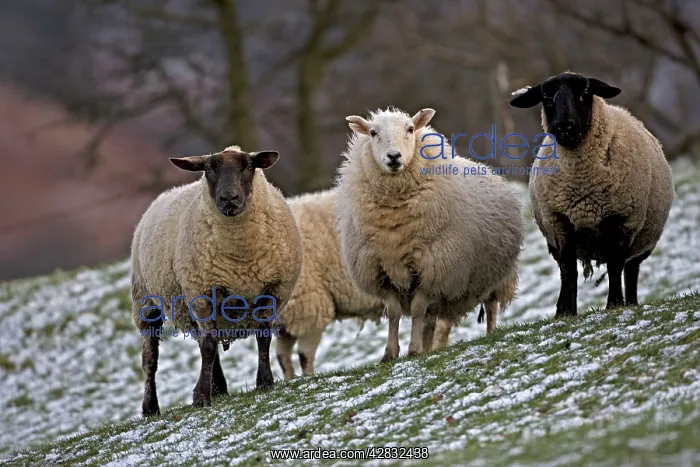 : Sheep - mixture of Suffolk and Welsh mountain breeds : Sheep - mixture of Suffolk and Welsh mountain breeds