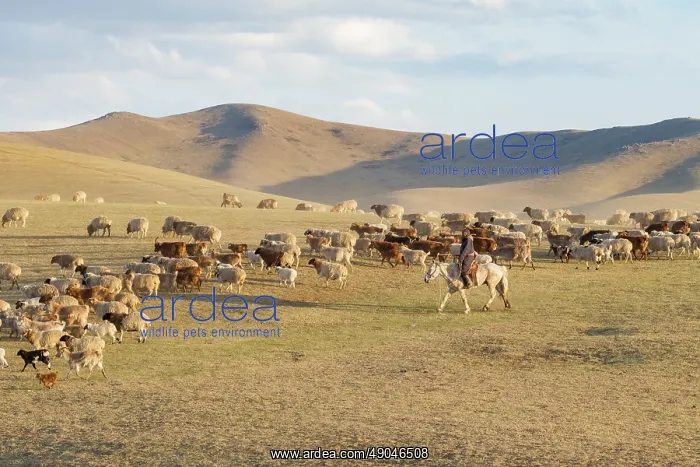  : Sheep in Mongolia