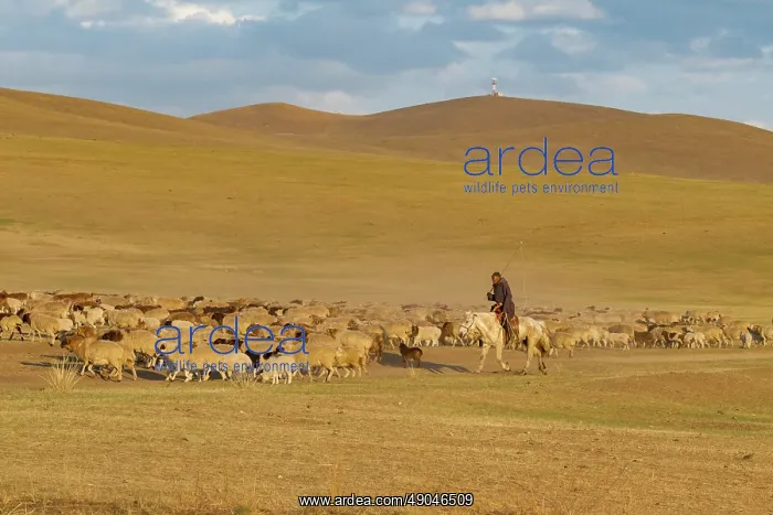 : Sheep in Mongolia : Sheep in Mongolia