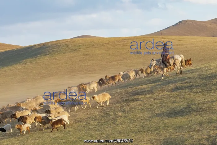 : Sheep in Mongolia : Sheep in Mongolia