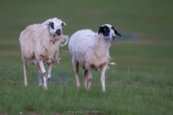  : Sheep in Mongolia