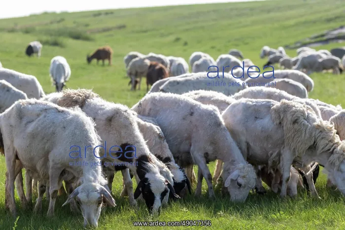 : Sheep in Mongolia : Sheep in Mongolia