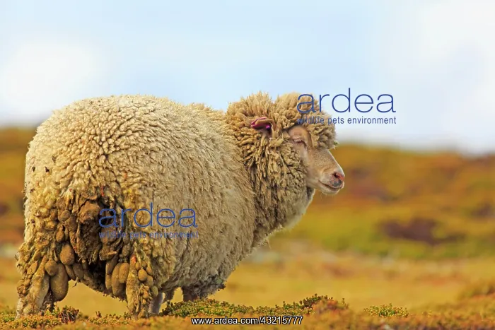  : Sheep in the moor - Falkland Islands