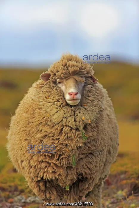: Sheep in the moor - Falkland Islands : Sheep in the moor - Falkland Islands