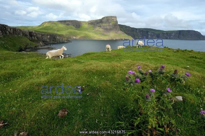 : Sheep on the moor - Isle of Skye Scotland UK : Sheep on the moor - Isle of Skye Scotland UK