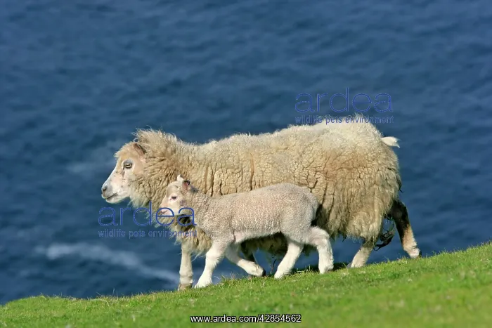 : Sheep - mother sheep and cute lamb strolling along : Sheep - mother sheep and cute lamb strolling along
