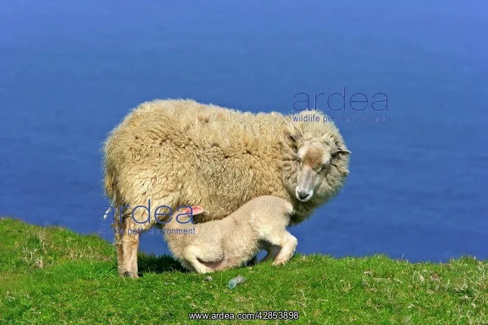  : Sheep - mother suckling her young