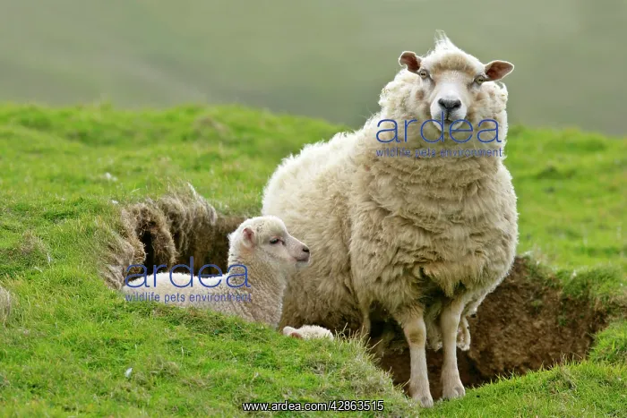 : Sheep - mother and young looking out : Sheep - mother and young looking out