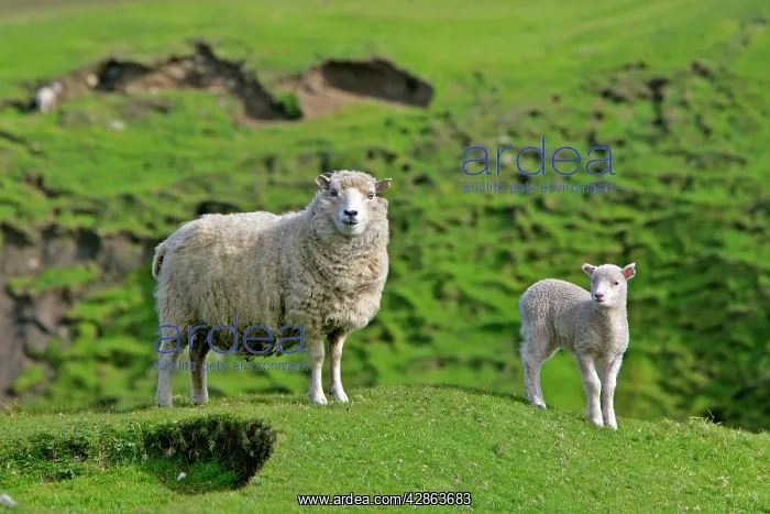 : Sheep - mother and young standing amidst green : Sheep - mother and young standing amidst green