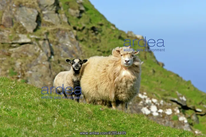 : Sheep - mother and young standing in front of cliffs : Sheep - mother and young standing in front of cliffs
