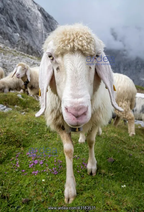 : Sheep on mountain meadow, portrait, Frauenalpl : Sheep on mountain meadow, portrait, Frauenalpl