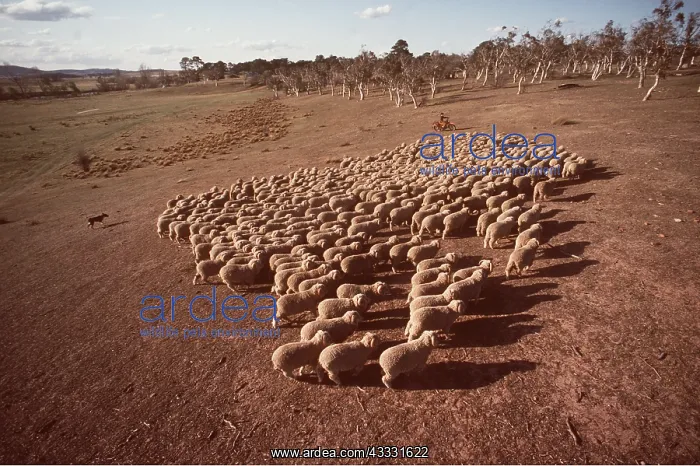 : SHEEP - Mustering Sheep, at an Australian Station : SHEEP - Mustering Sheep, at an Australian Station