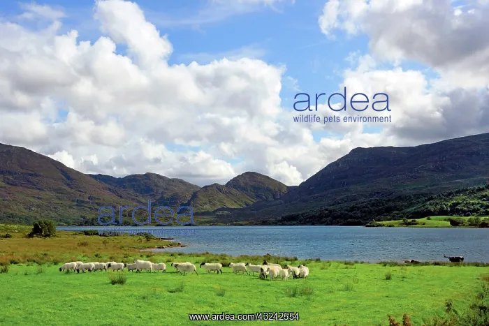 : Sheep near a small lake in the Gap of Dunloe : Sheep near a small lake in the Gap of Dunloe